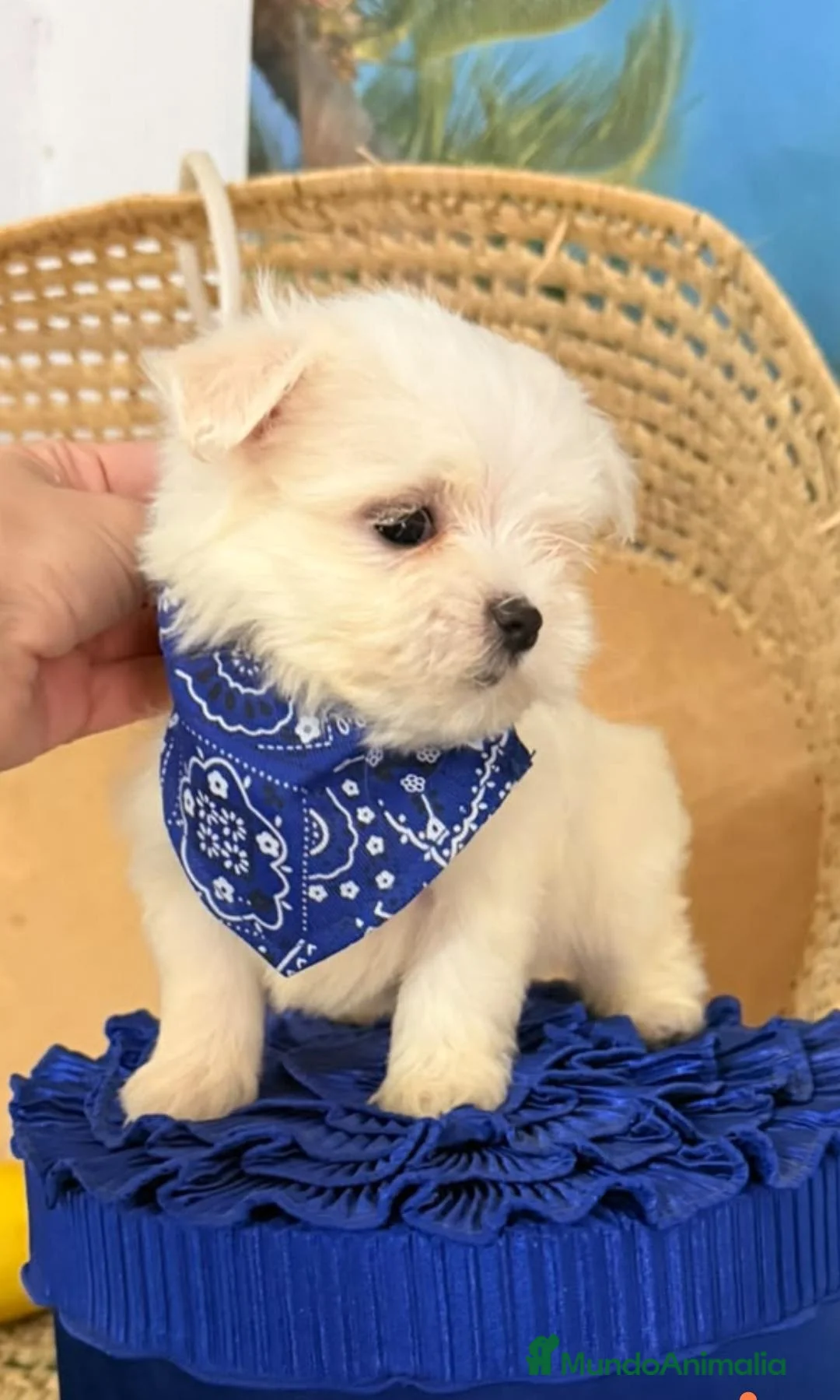 Bichón Maltés perros en venta: Bichón maltes coreano - Anuncio 1