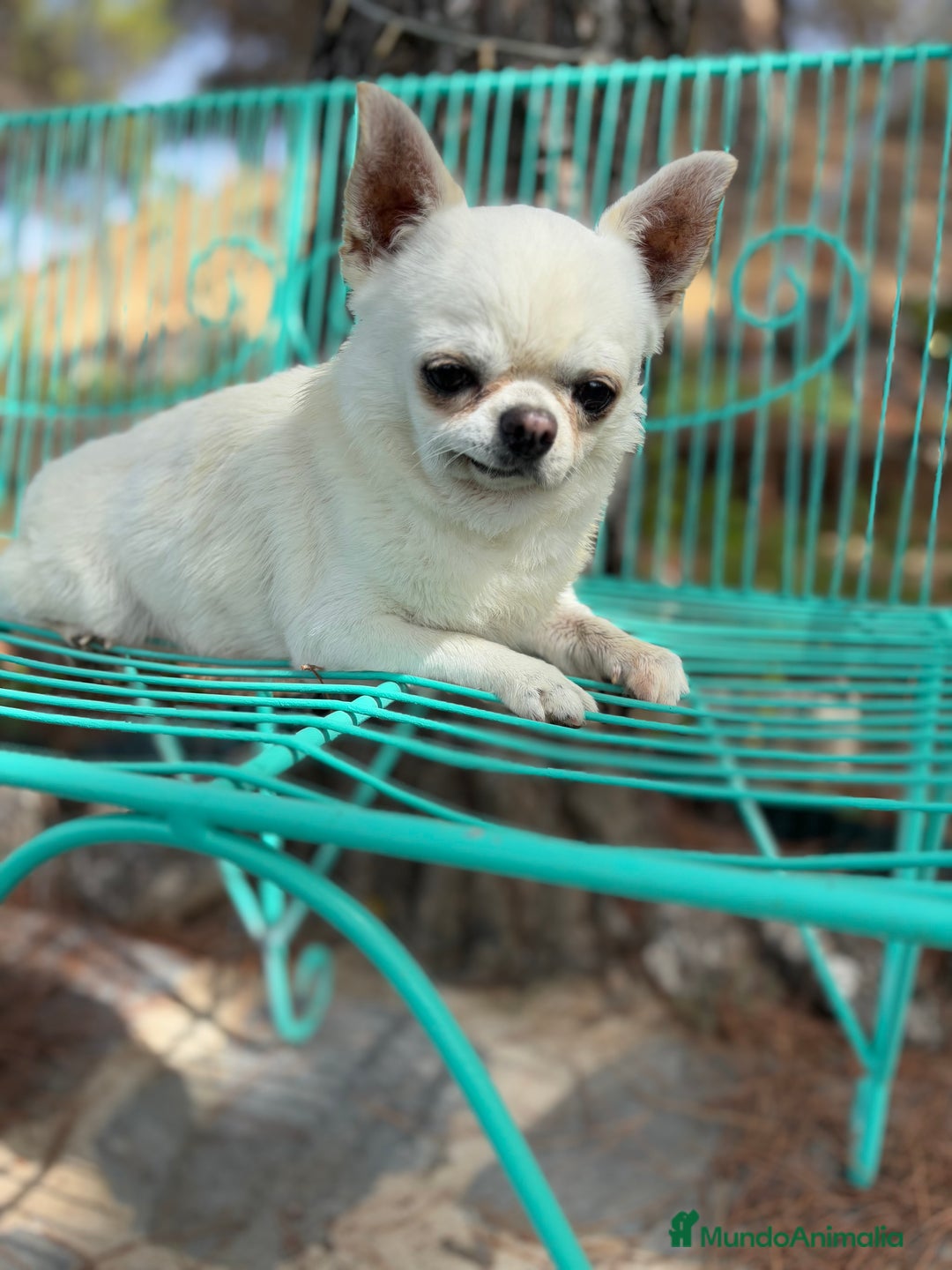 Chihuahua perros en venta: Chihuahua Toy entrega en Diciembre - Anuncio 8