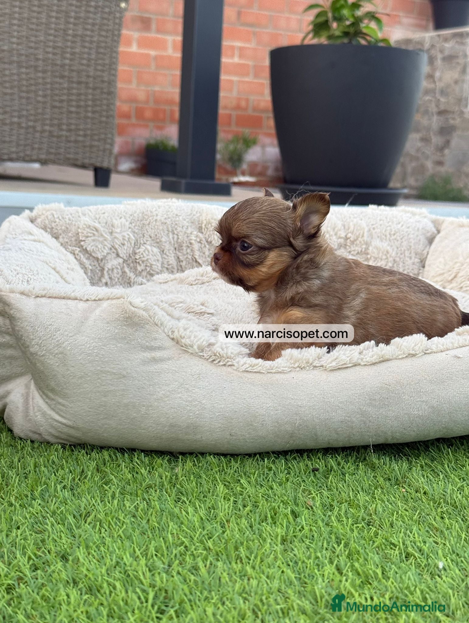 Chihuahua perros en venta: CHIHUAHUA PELO LARGO BICOLOR - Anuncio 3