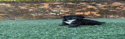 Perro de Agua Español perros en venta: PERRO DE AGUA - Anuncio 4