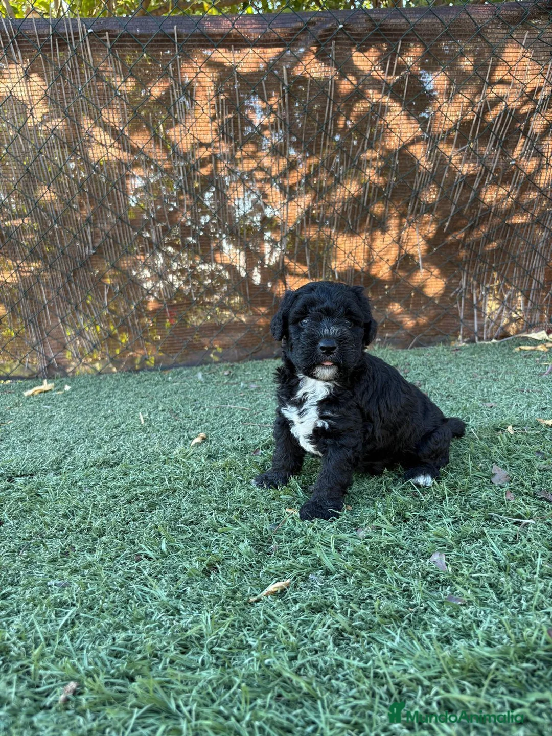 Perro de Agua Español perros en venta: PERRO DE AGUA - Anuncio 4