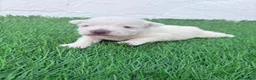 West Highland White Terrier perros en venta: West Highland White Terrier en Madrid - Anuncio 3