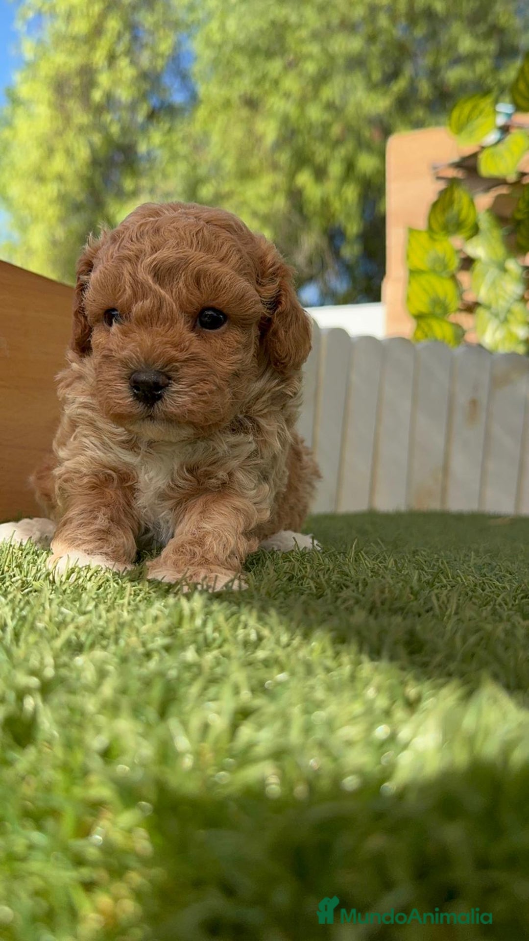 Caniche Toy perros en venta: CANICHE TOY MACHO - Imagen 18
