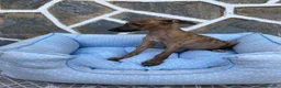 Whippet perros en venta: CACHORRO DE WHIPPET - Anuncio 3