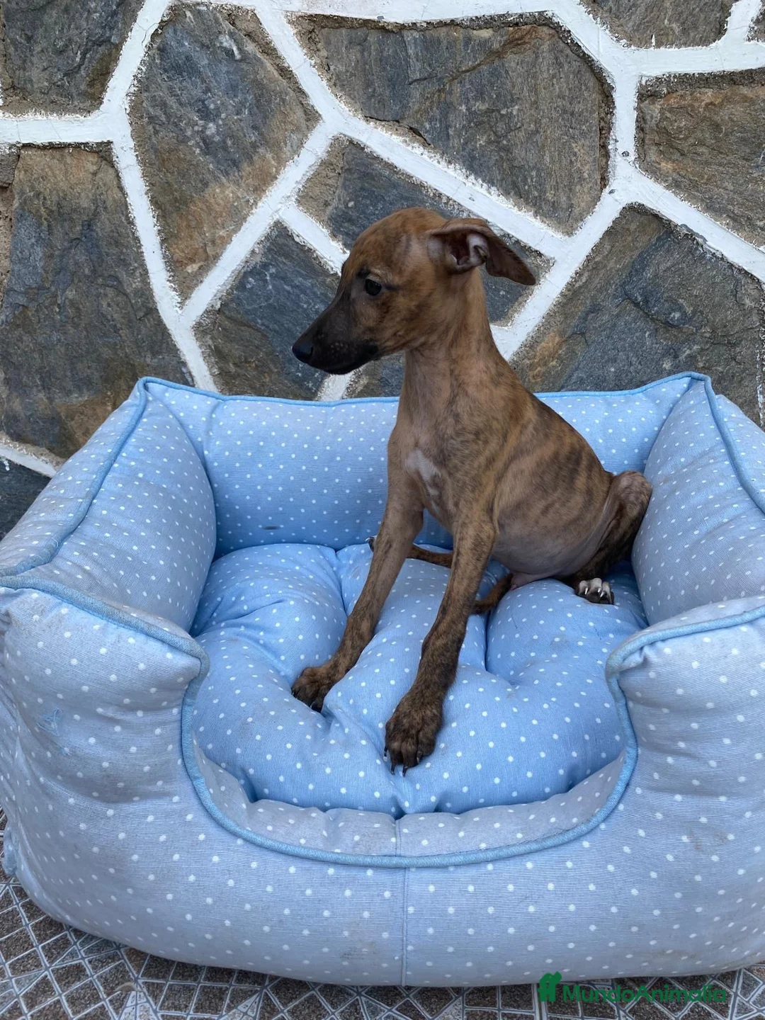 Whippet perros en venta: CACHORRO DE WHIPPET - Anuncio 3