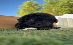 Perro de Agua Español perros en venta: PERRO DE AGUA HEMBRA - Imagen 10