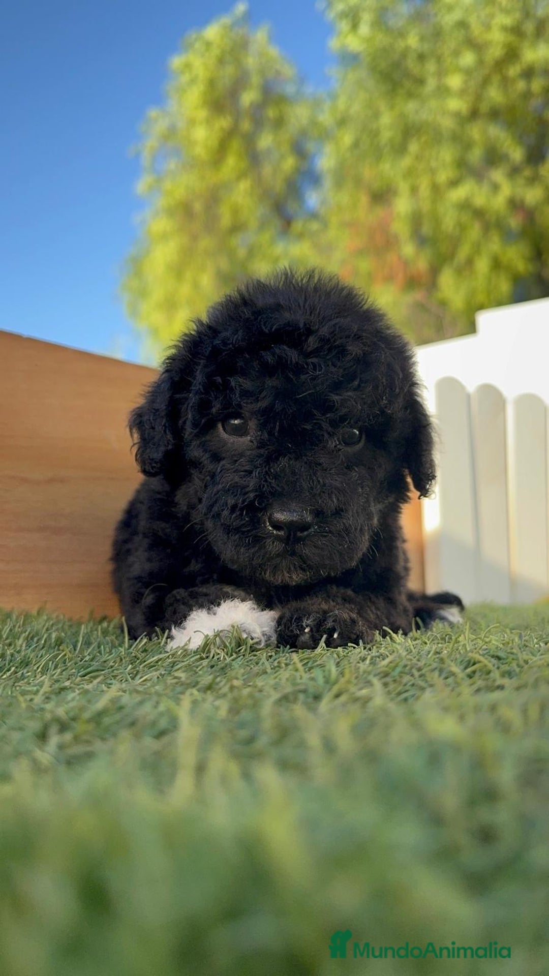 Perro de Agua Español perros en venta: PERRO DE AGUA HEMBRA - Imagen 10