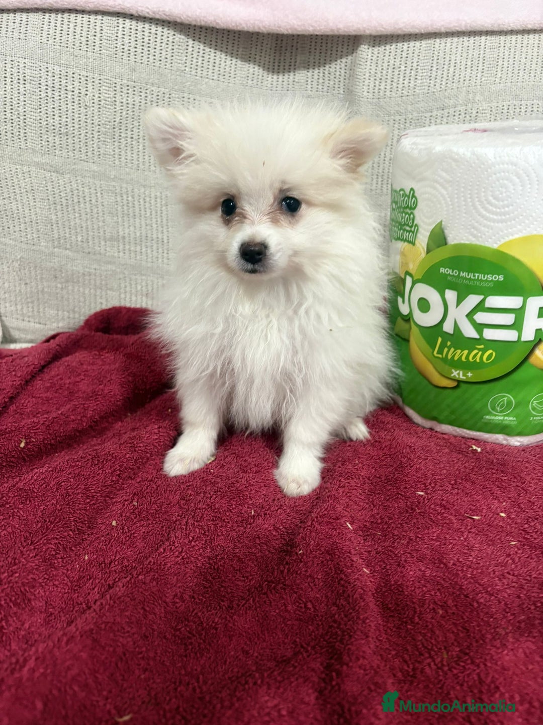 Pomerania perros en venta: Último macho Lulu pomerania toy  - Anuncio 1