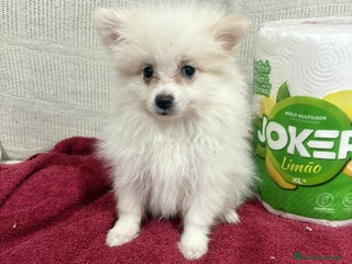 Pomerania perros Último macho Lulu pomerania toy - Anuncio 2