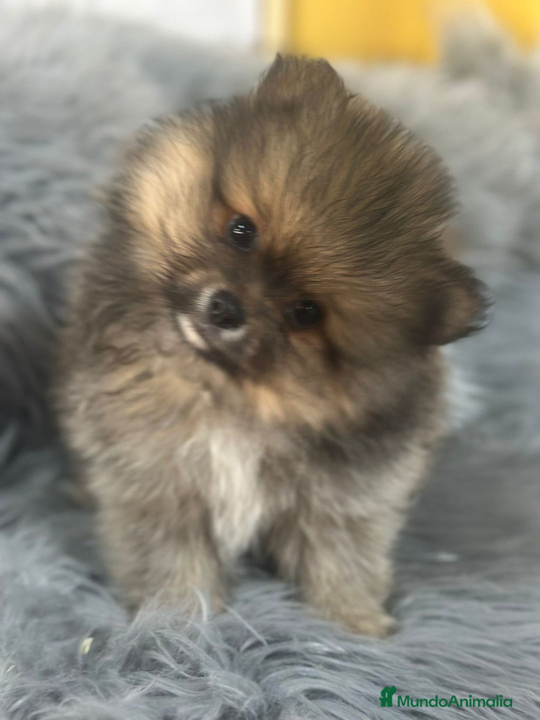 Pomerania perros en venta: POMERANIA DISPONIBLE - Anuncio 4