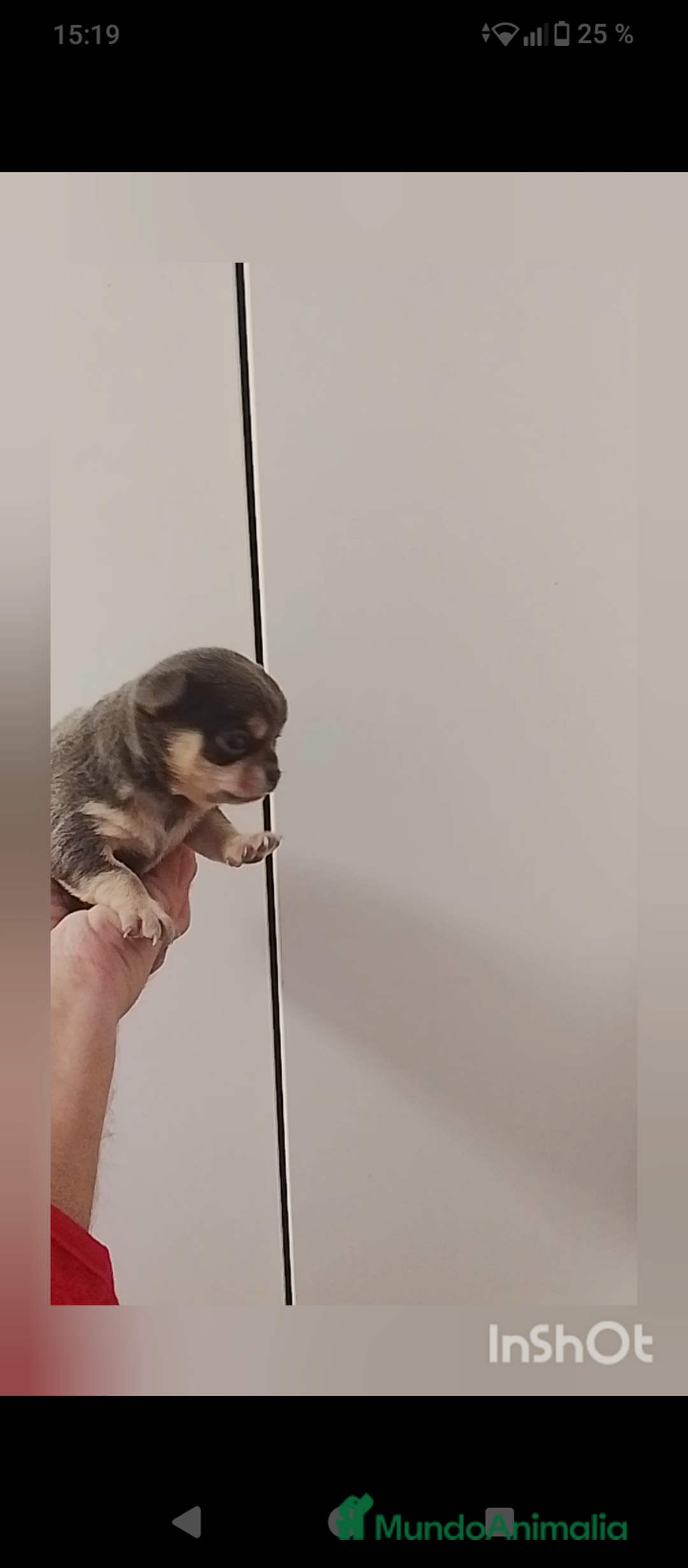 Chihuahua perros en venta: Chihuahua cabeza manzana - Anuncio 1