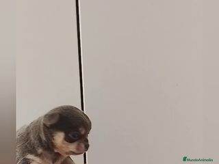 Chihuahua perros Chihuahua cabeza manzana - Anuncio 7