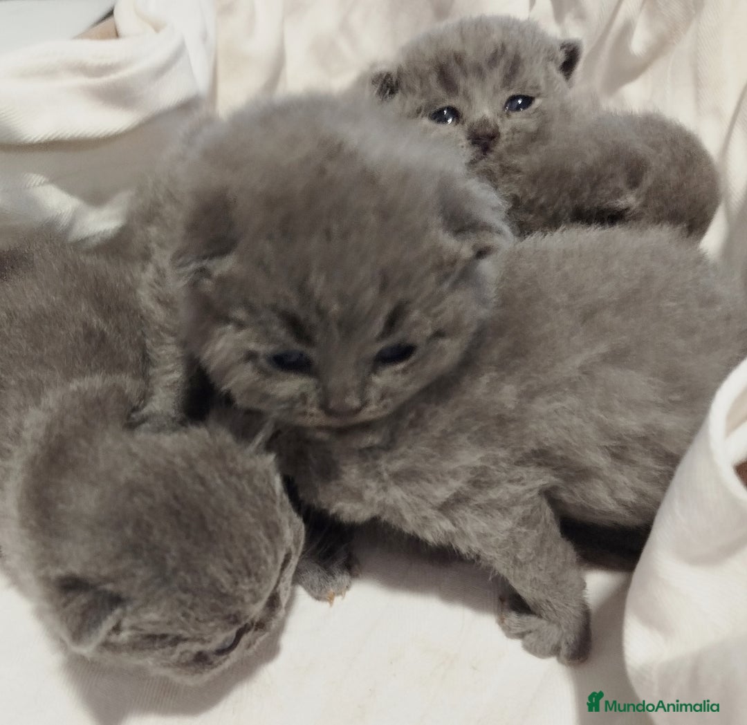 Británico de Pelo Corto Azul gatos en venta: British Shorthair azules  - Anuncio 2