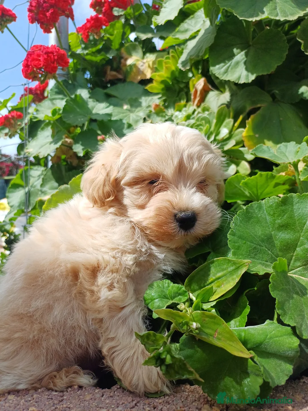 Maltipoo perros en venta: Maltipoo macho disponible  en Barcelona - Anuncio 8