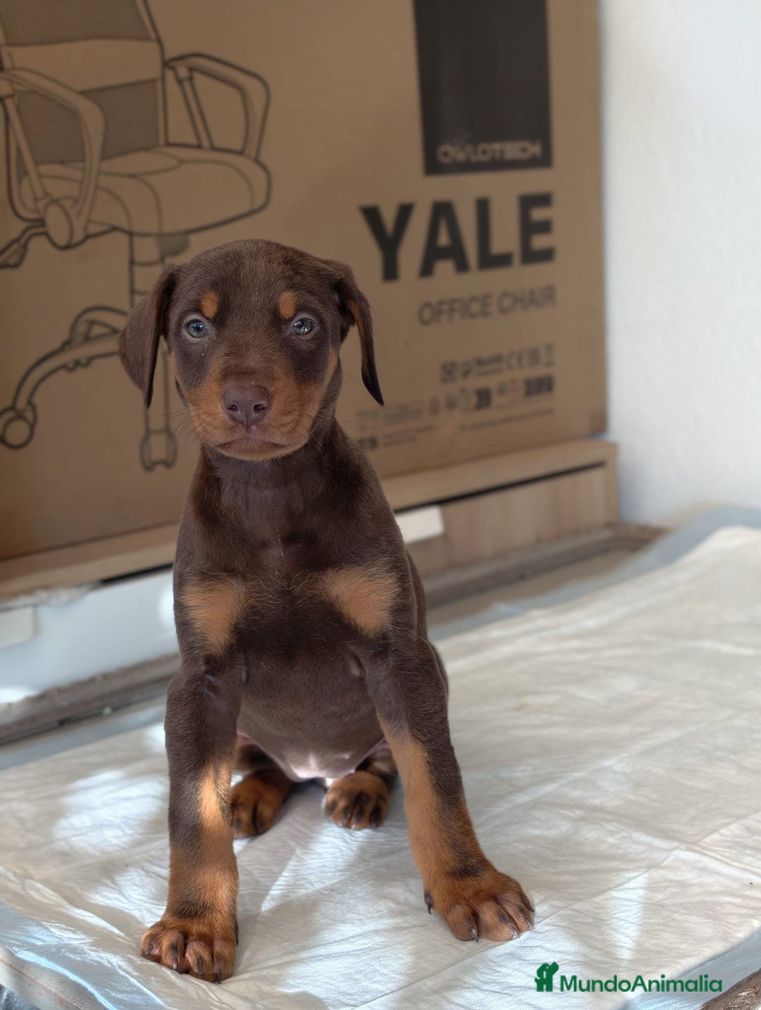 Dobermann perros en venta: Doberman  - Anuncio 4