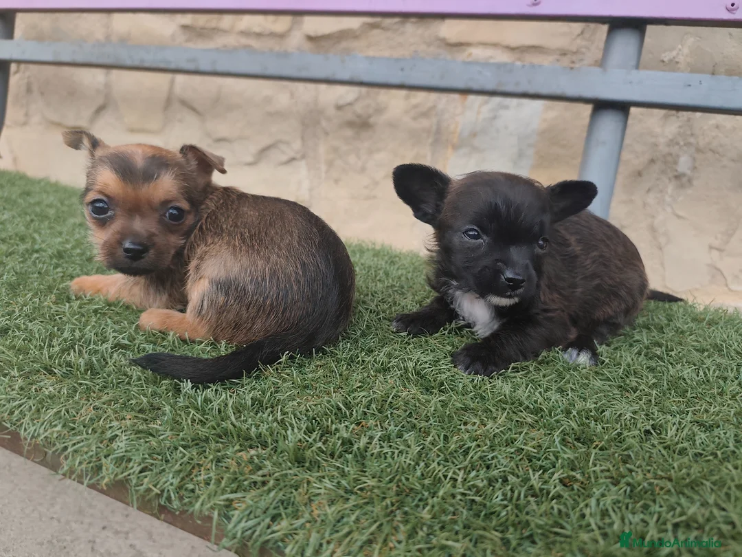 Raza Mixta perros en venta: Chorkie hembritas - Anuncio 2