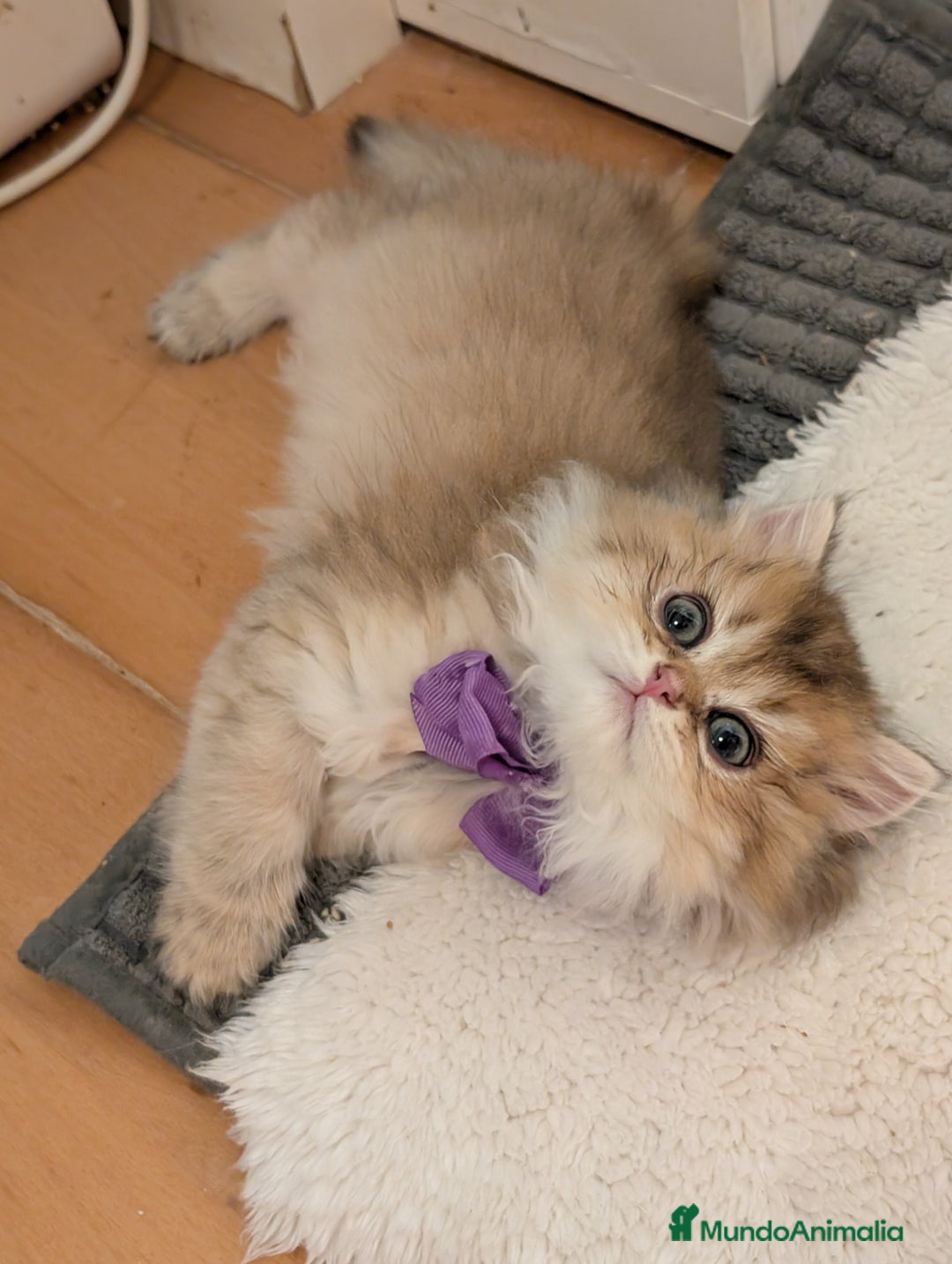 Británico de Pelo Largo gatos en venta:  2gatitos color exclusivo british golden longhair  - Anuncio 9