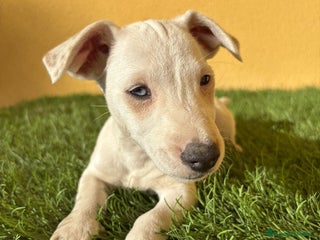 Jack Russell Terrier perros - Anuncio 3
