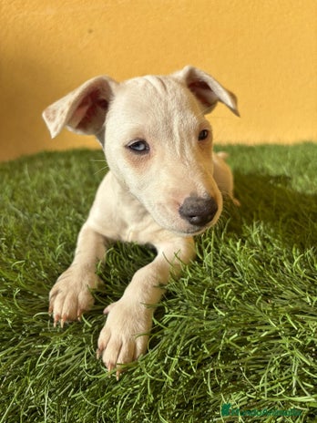 Jack Russell Terrier perros - Anuncio 2