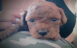 Caniche Toy perros en venta: Caniche toy rojo - Anuncio 9