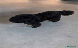Caniche Toy perros en venta: Caniches toy 50 ❗❗ asiático 🐾👈 - Imagen 4