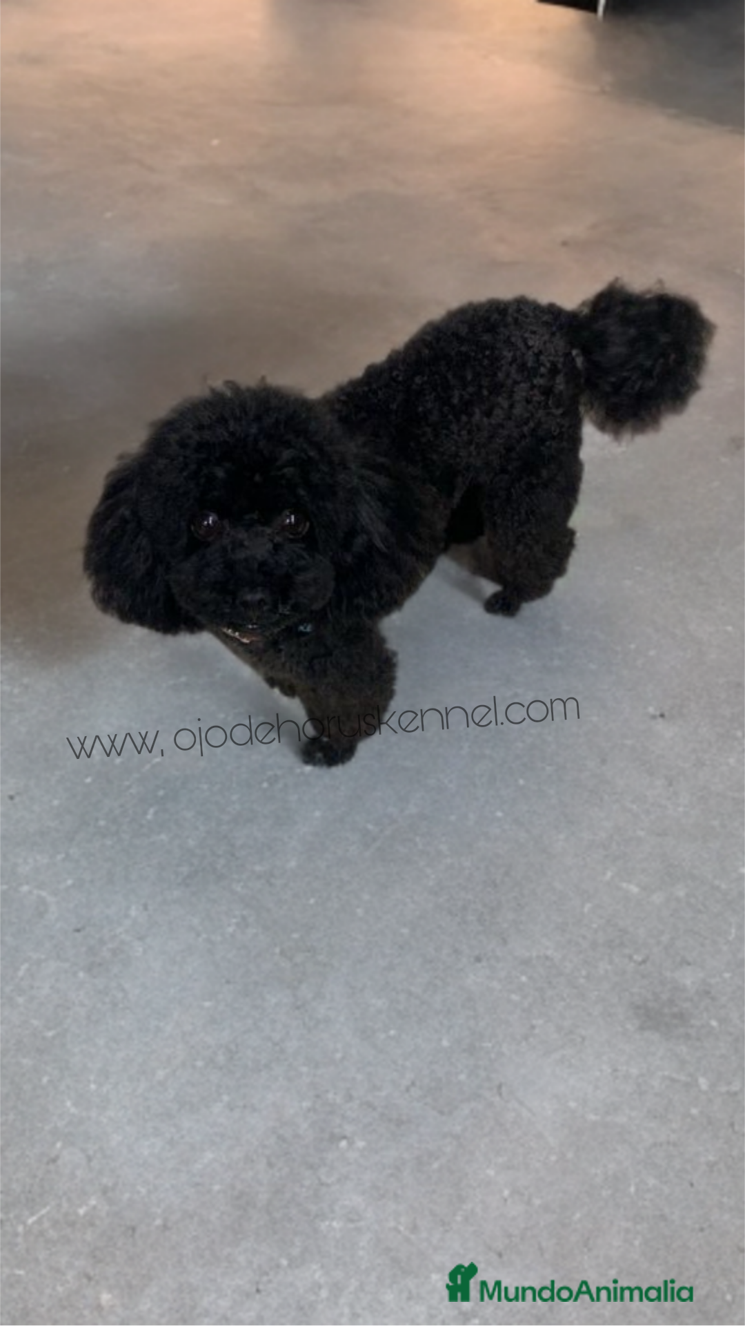 Caniche Toy perros en venta: Caniches toy 50 ❗❗ asiático 🐾👈 - Imagen 4