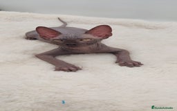 Sphynx gatos en venta: Preciosa camada de machitos - Anuncio 6