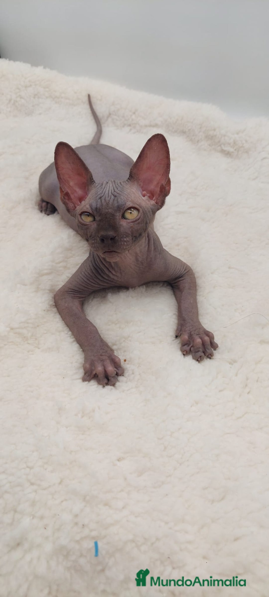 Sphynx gatos en venta: Preciosa camada de machitos - Anuncio 6