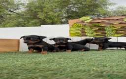 Pinscher Miniatura perros en venta: PINSCHER MINIATURA  - Imagen 3