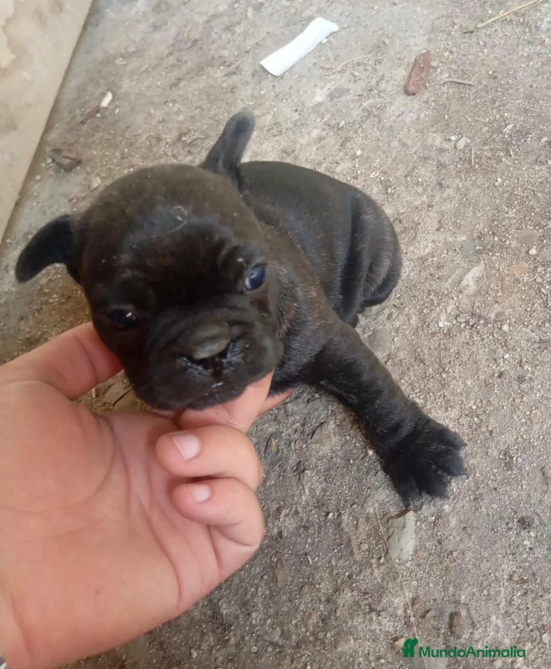 Bulldog Francés perros en venta: Bulldog francés  - Anuncio 1