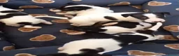 Gos Rater Valencià perros en venta: Ratón valenciano - Anuncio 1