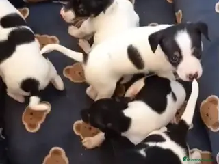 Gos Rater Valencià perros Ratón valenciano - Anuncio 1