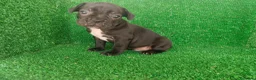 Bulldog Francés perros en venta: Bulldog francés  - Anuncio 30