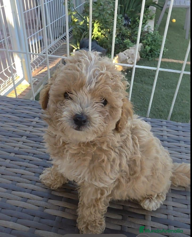 Maltipoo perros Maltipoo macho  - Anuncio 17