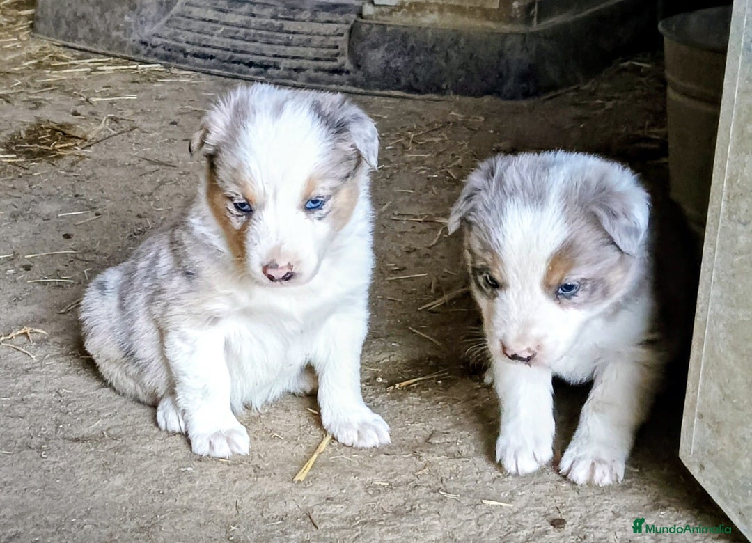 Border Collie perros en venta: Boder collie Getafe  - Anuncio 2