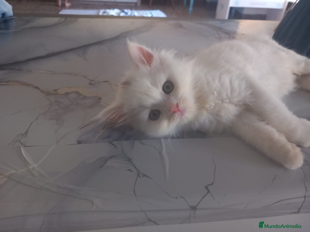 Persa gatos en venta: Gata persa - Imagen 2