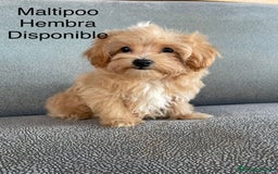 Maltipoo perros en venta: Maltipoo fotos actuales  - Imagen 1