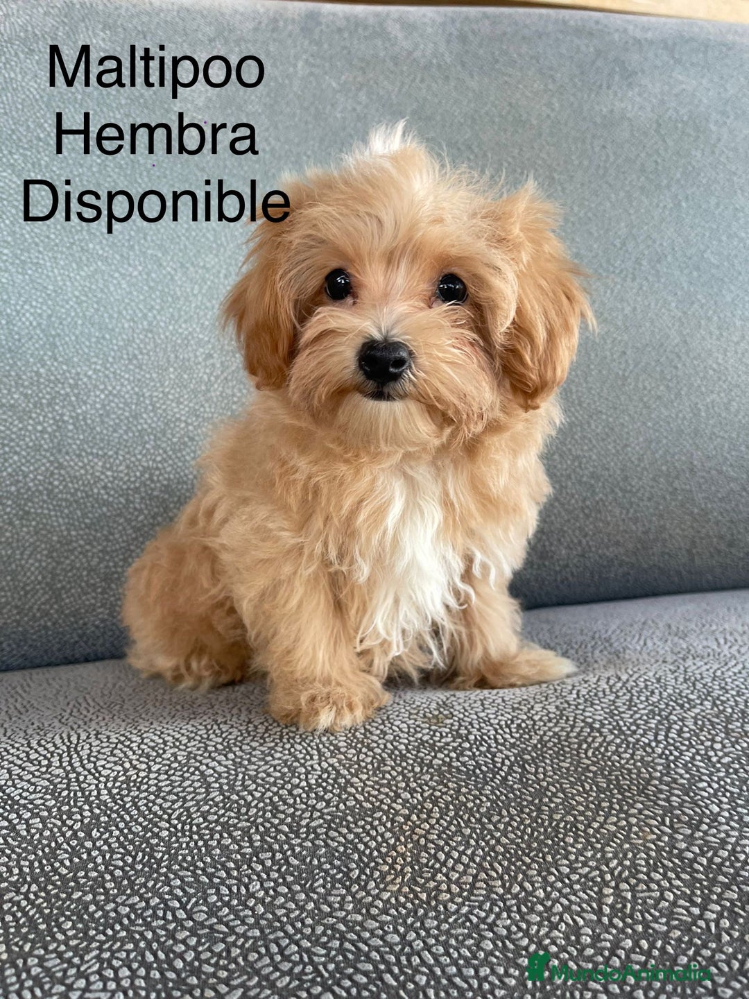 Maltipoo perros en venta: Maltipoo fotos actuales  - Imagen 1