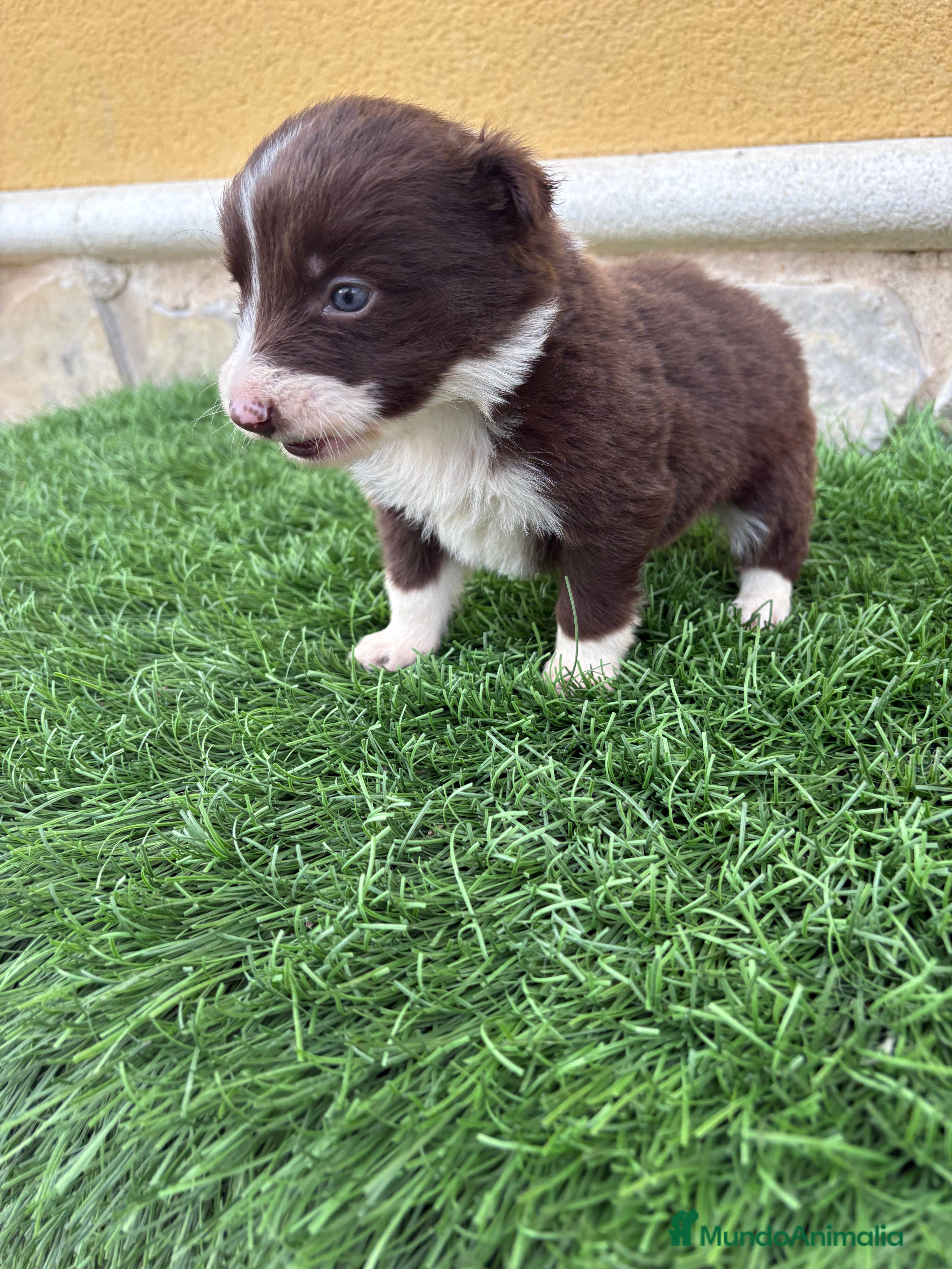 Border Collie perros Hembra chocolate de Border Collie  - Anuncio 2