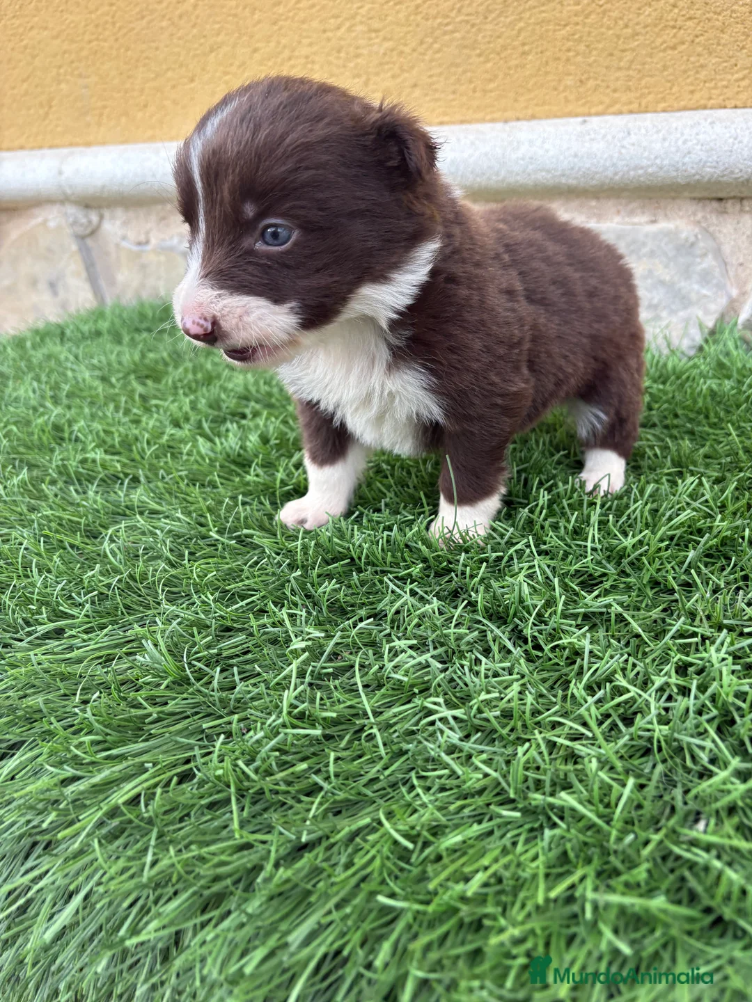 Border Collie perros en venta: Hembra chocolate de Border Collie  - Anuncio 2