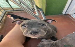 Raza Mixta perros en venta: Cruce de american bully  - Imagen 2
