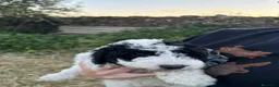Perro de Agua Español perros en venta: PERROS DE AGUA ESPAÑOL - Anuncio 4