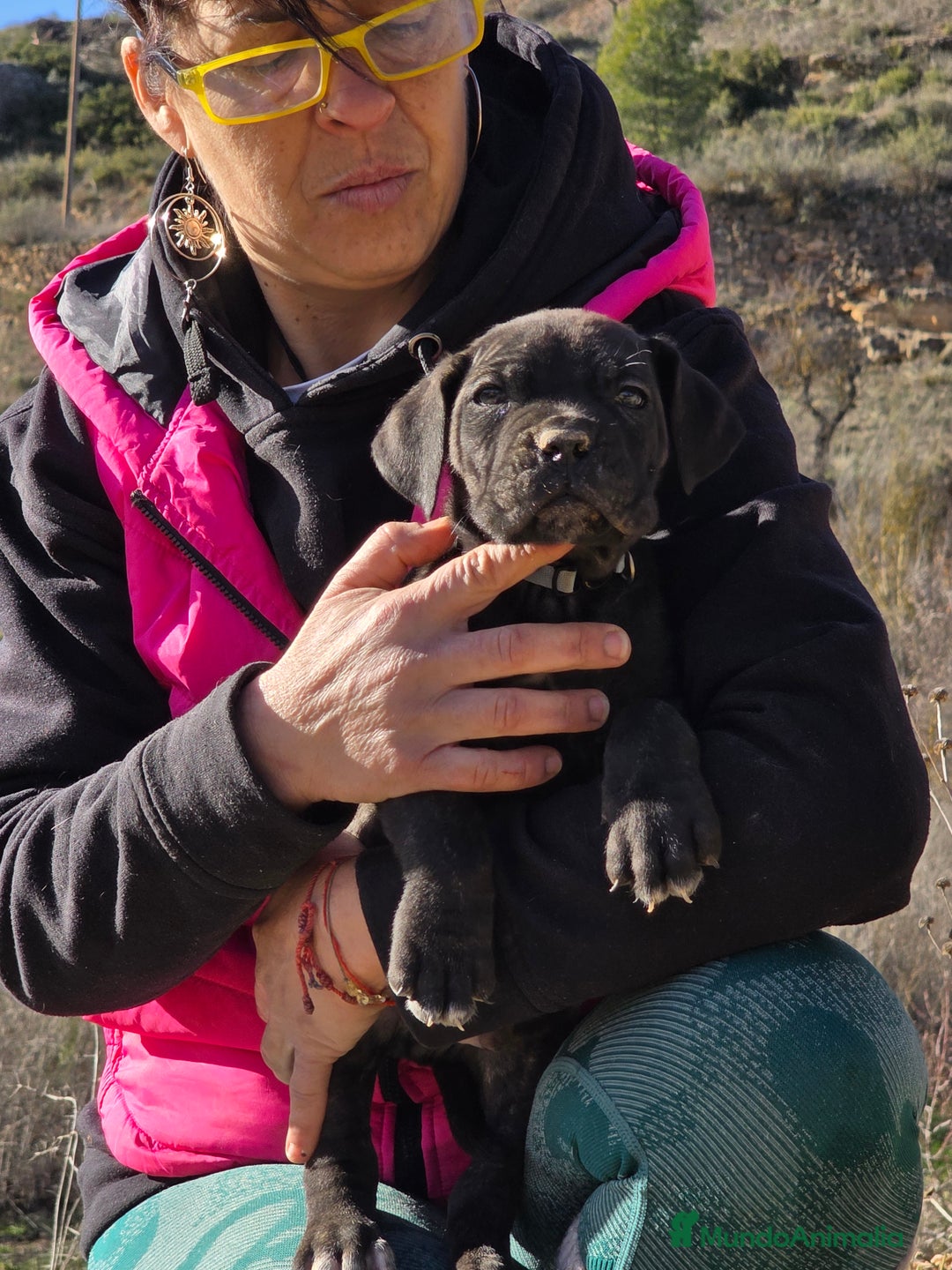 Cane Corso perros en venta: Molosos de Odin Cane Corso kennel - Anuncio 10