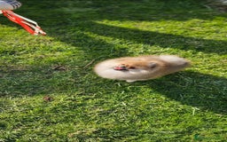 Pomerania perros en venta: Pomerania bellísimo  - Anuncio 7