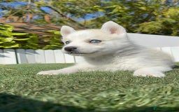 Husky Siberiano perros en venta: HUSKY SIBERIANO - Anuncio 18