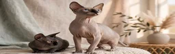 Sphynx gatos en venta: Preciosos Sphynx  - Anuncio 1