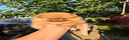 Pomerania perros en venta: Excelente Pomerania toy - Anuncio 1
