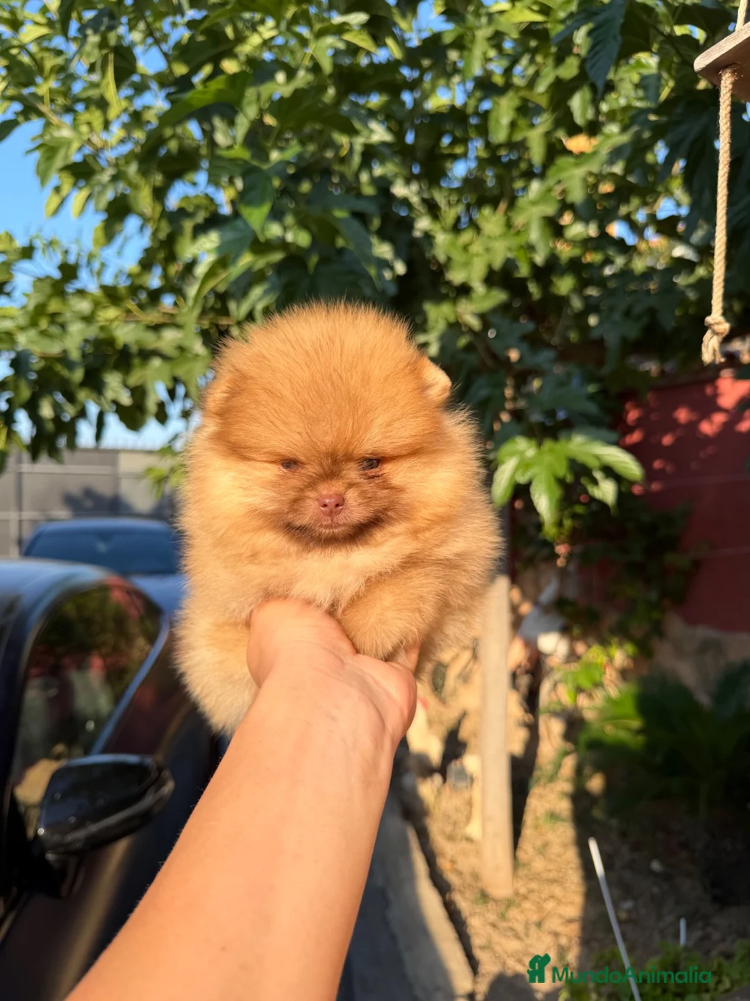 Pomerania perros en venta: Excelente Pomerania toy - Anuncio 1