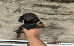 Teckel Miniatura perros en venta: Camadas disponibles de teckel - Imagen 10