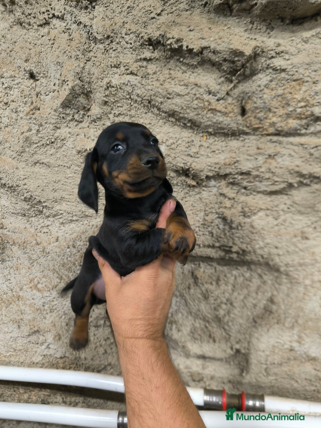 Teckel Miniatura perros en venta: Camadas disponibles de teckel - Imagen 10